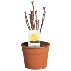 Gele Boompioen (Paeonia Suffruticosa) -Planten Verkoopwinkel paeonia suffruticosa geel c12 2