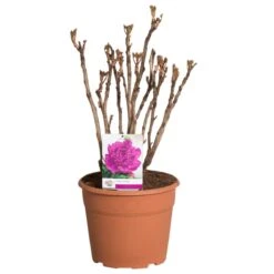 Paarse Boompioen (Paeonia Suffruticosa) -Planten Verkoopwinkel paeonia suffruticosa paars c12 2