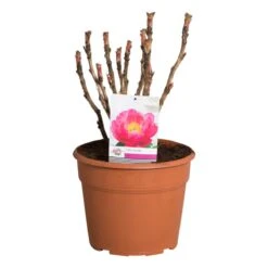 Roze Boompioen (Paeonia Suffruticosa) 7 Roze Boompioen (Paeonia Suffruticosa) -Planten Verkoopwinkel paeonia suffruticosa roze c12 2