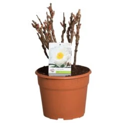 Witte Boompioen (Paeonia Suffruticosa) -Planten Verkoopwinkel paeonia suffruticosa wit c12 2