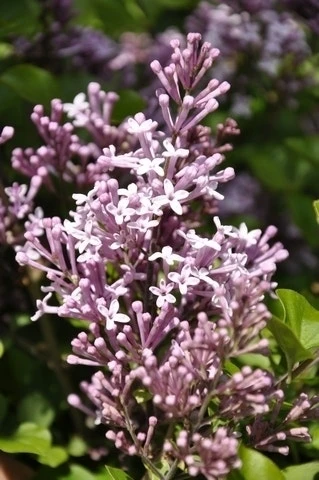 Dwerg Sering (Syringa Meyeri 'Palibin') 1 Dwerg Sering (Syringa Meyeri 'Palibin')
