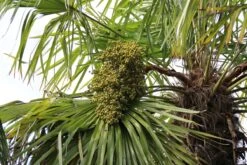 Winterharde Palm (Trachycarpus Fortunei) -Planten Verkoopwinkel palm