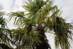 Winterharde Palm (Trachycarpus Fortunei) -Planten Verkoopwinkel palm 3 1