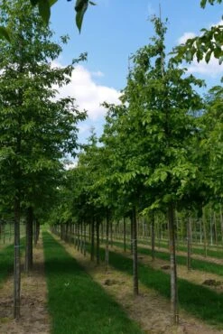 Grote Parrotia (Parrotia Persica) -Planten Verkoopwinkel parrotia persica s 18 20