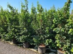 Perzisch IJzerhout Als Struik (Parrotia Persica) -Planten Verkoopwinkel parrotia persica 200250 cm 1