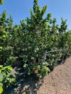 Perzisch IJzerhout Als Struik (Parrotia Persica) -Planten Verkoopwinkel parrotia persica 2