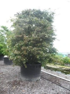 Perzisch Ijzerhout (Parrotia Persica 'Vanessa') -Planten Verkoopwinkel parrotia persica c1500 solitair extra 2