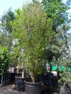 Perzisch Ijzerhout (Parrotia Persica 'Vanessa') -Planten Verkoopwinkel parrotia persica vanessa 400 500 600 c500