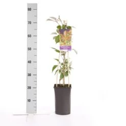 Wilde Wingerd (Parthenocissus 'Henryana') 3 Wilde Wingerd (Parthenocissus 'Henryana') -Planten Verkoopwinkel parthenocissus henryana