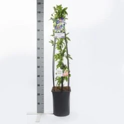 Passiebloem (Passiflora Caerulea) -Planten Verkoopwinkel passiflora caerulea1.00 1.25