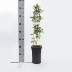 Passiebloem (Passiflora Caerulea) -Planten Verkoopwinkel passiflora caerulea