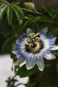 Passiebloem (Passiflora Caerulea) -Planten Verkoopwinkel passiflora caerulea 16 1