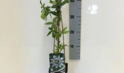 Passiebloem (Passiflora Caerulea) -Planten Verkoopwinkel passiflora caerulea 50 60 c2 1 1