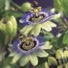 Passiebloem (Passiflora Caerulea) -Planten Verkoopwinkel passiflora caerulea 2