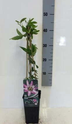 Passiebloem (Passiflora 'Victoria') -Planten Verkoopwinkel passiflora victoria 50 60 c2