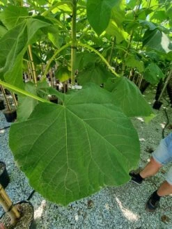 Anna Paulownaboom (Paulownia Fortunei 'Fast Blue') -Planten Verkoopwinkel paulownia fortunei fast blue 2 1