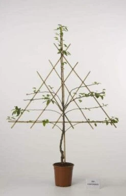 Lei-Peer (Pyrus Communis 'Bonne Louise D'Avranches') -Planten Verkoopwinkel peer leirek 2 1