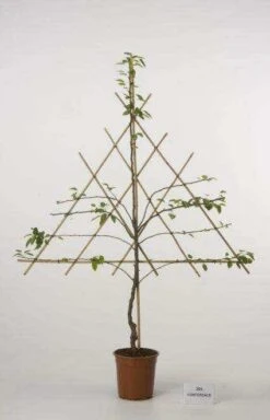 Lei-Peer (Pyrus Communis 'Gieser Wildeman') -Planten Verkoopwinkel peer leirek 2 5 2