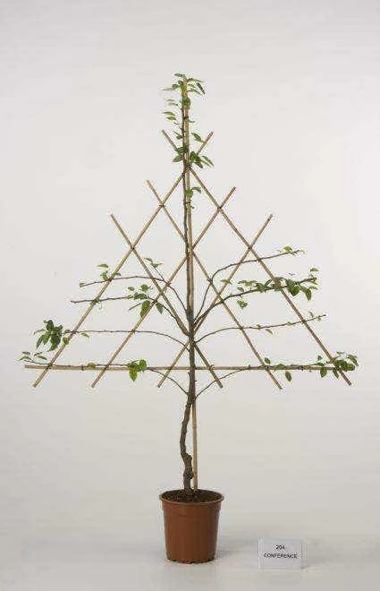 Lei-Peer (Pyrus Communis 'Williams') 3 Lei-Peer (Pyrus Communis 'Williams') - Afbeelding 3