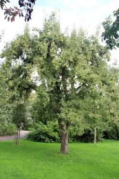 Wilde Perenboom (Pyrus Communis) -Planten Verkoopwinkel perenboom 2 1