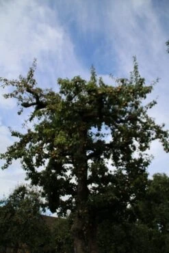 Wilde Perenboom (Pyrus Communis) -Planten Verkoopwinkel perenboom 4 1