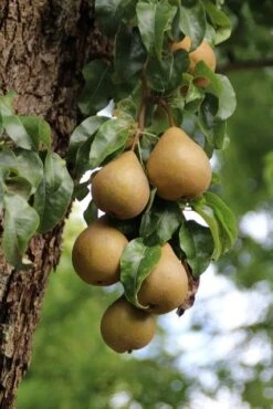Wilde Perenboom (Pyrus Communis) -Planten Verkoopwinkel perenboom 5