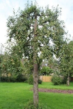 Wilde Perenboom (Pyrus Communis) -Planten Verkoopwinkel perenboom 6 1