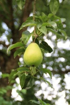 Wilde Perenboom (Pyrus Communis) -Planten Verkoopwinkel perenboom 7