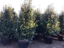 Camelia (Camellia Japonica ‘Perfection White’) -Planten Verkoopwinkel perfectionwhite200cm