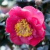Camelia (Camellia Japonica 'R.L. Wheeler') -Planten Verkoopwinkel phbe02149