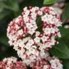 Groenblijvende Sneeuwbal (Viburnum Tinus 'Eve Price') -Planten Verkoopwinkel phbe06702 2 3