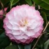 Camelia (Camellia Japonica 'Nuccio's Pearl') -Planten Verkoopwinkel phbe06841