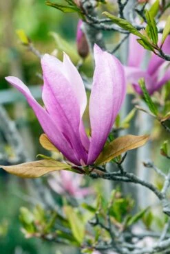 Meerstammige Beverboom (Magnolia 'Susan') -Planten Verkoopwinkel phbe06930 2