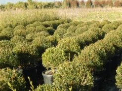 Steenlinde Als Bol (Phillyrea Angustifolia) -Planten Verkoopwinkel phillyrea angustifolia 1 1