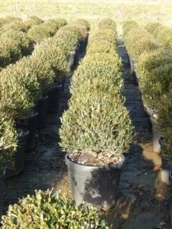 Steenlinde Als Bol (Phillyrea Angustifolia) -Planten Verkoopwinkel phillyrea angustifolia 3