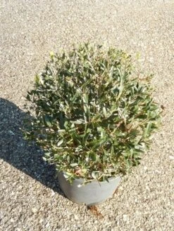 Steenlinde Als Bol (Phillyrea Angustifolia) -Planten Verkoopwinkel phillyrea angustifolia bol 3