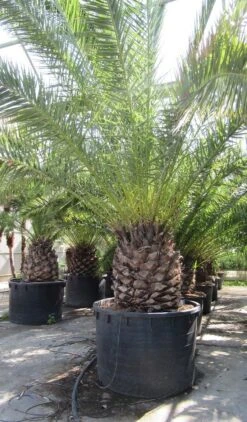 Canarische Dadelpalm (Phoenix Canariensis) -Planten Verkoopwinkel phoenix canariensi