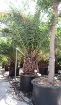 Canarische Dadelpalm (Phoenix Canariensis) -Planten Verkoopwinkel phoenix canariensi 2