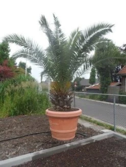 Canarische Dadelpalm (Phoenix Canariensis) -Planten Verkoopwinkel phoenix canariensis 250 300 c500 solitair