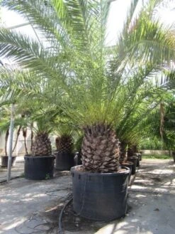 Canarische Dadelpalm (Phoenix Canariensis) -Planten Verkoopwinkel phoenix canariensis 2