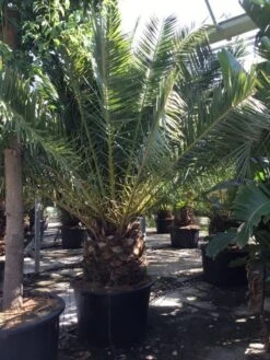 Canarische Dadelpalm (Phoenix Canariensis) -Planten Verkoopwinkel phoenix canariensis 350400cm