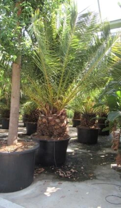 Canarische Dadelpalm (Phoenix Canariensis) -Planten Verkoopwinkel phoenix canariensis 4