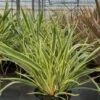 Nieuw-Zeelands Vlas (Phormium 'Duet') -Planten Verkoopwinkel phormium