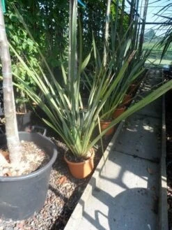 Nieuw Zeelands Vlas (Phormium Tenax) -Planten Verkoopwinkel phormium tenax c7