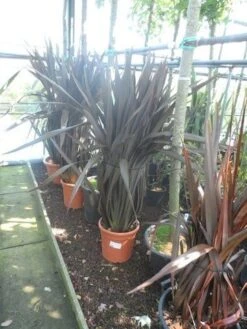 Nieuw Zeelands Vlas (Phormium Tenax 'Purpureum') -Planten Verkoopwinkel phormium tenax purpureum 100 125 c25