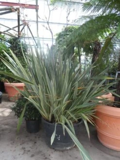 Nieuw Zeelands Vlas (Phormium Tenax 'Variegatum') -Planten Verkoopwinkel phormium tenax variegatum 150 200 c240
