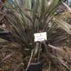 Nieuw Zeelands Vlas (Phormium Colensoi 'Platt's Black') -Planten Verkoopwinkel phorniumcolensoiplatt01