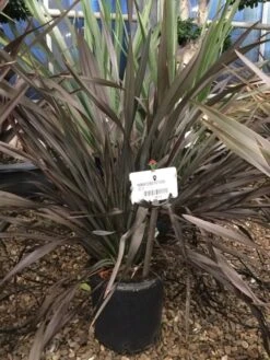 Nieuw Zeelands Vlas (Phormium Colensoi 'Platt's Black')