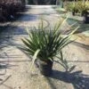 Nieuw Zeelands Vlas (Phormium Tenax 'Golden Ray') -Planten Verkoopwinkel phorniumtenax01 1