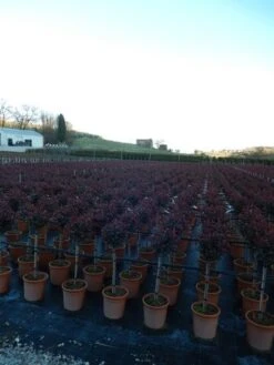 Glansmispel Op Stam (Photinia Fraseri 'Carré Rouge') -Planten Verkoopwinkel photinia carre rouge